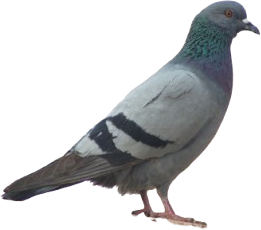 Nuisibles pigeons Drome